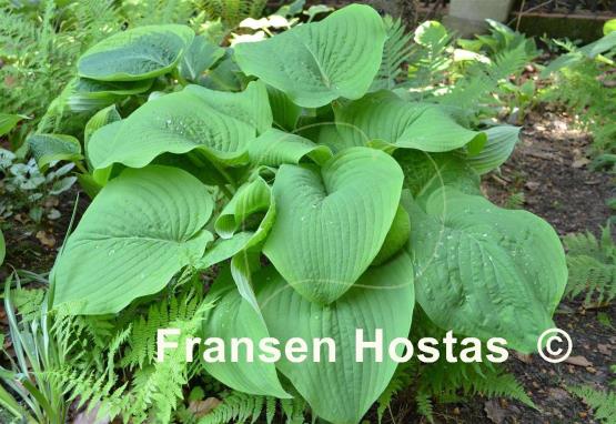 Hosta T Rex